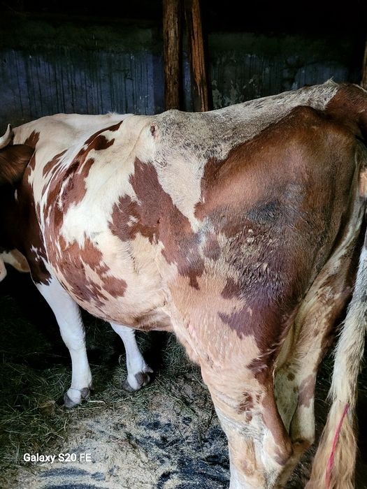 Vaca baltata frumoasa bună de lapte 5 pe 6 ani montata cu.baltat