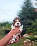 Beagle cu pedigree