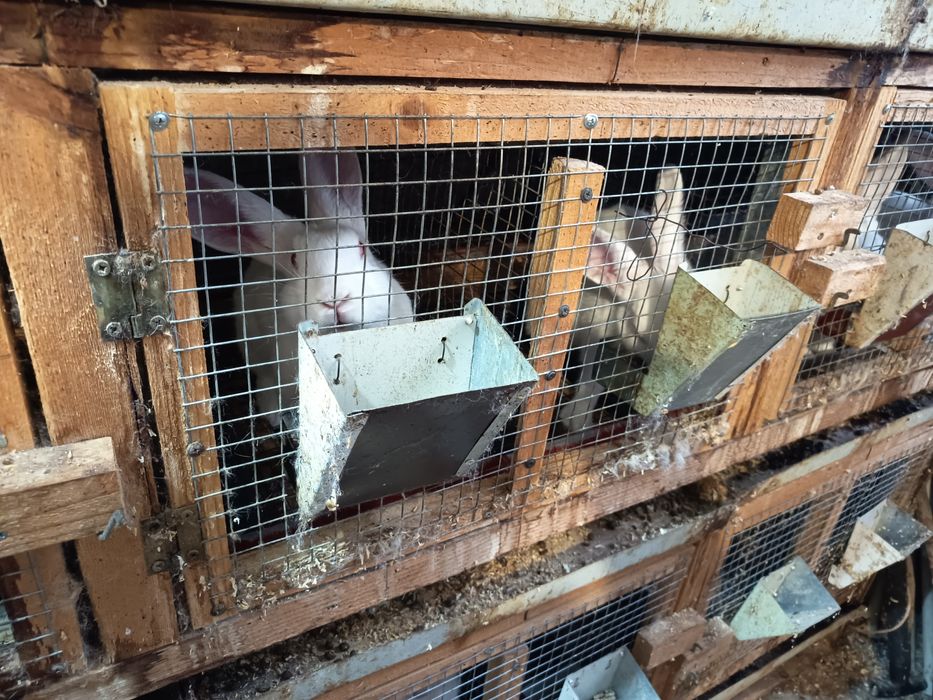 Предлагам зайци за разплод и