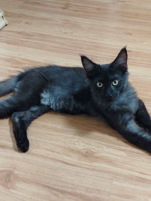 Котята Мейн куны из питомника