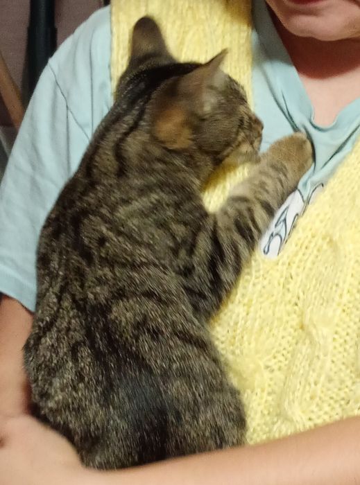 Pisoi tanar foarte prietenos, probabil abandonat