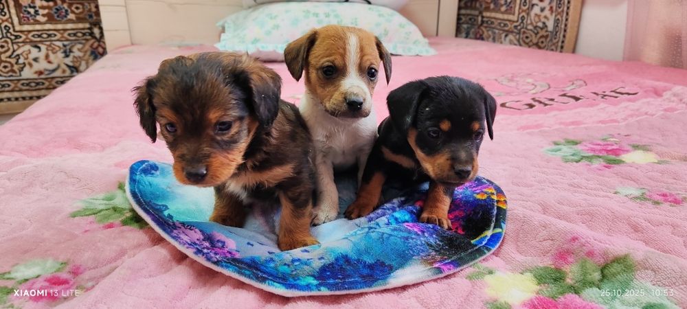 Отдадим щенков в добрые руки !