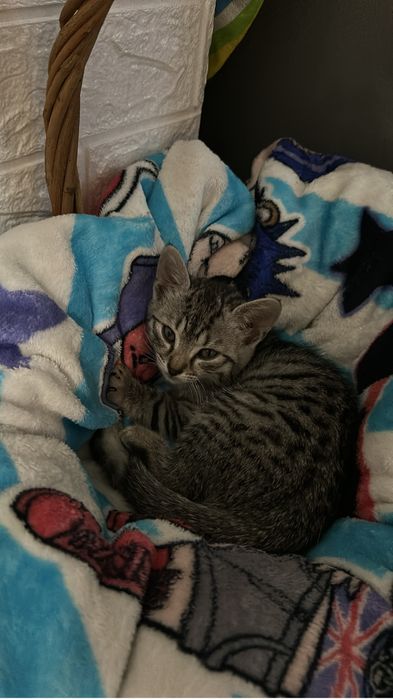 Котята!В добрые руки!