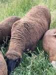 Berbec de vanzare , peste 100de kilograme