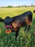 Vitica din tată  angus și mama holstein