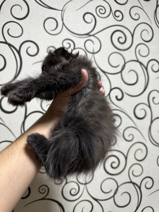Highlandfold котенок чистокровный