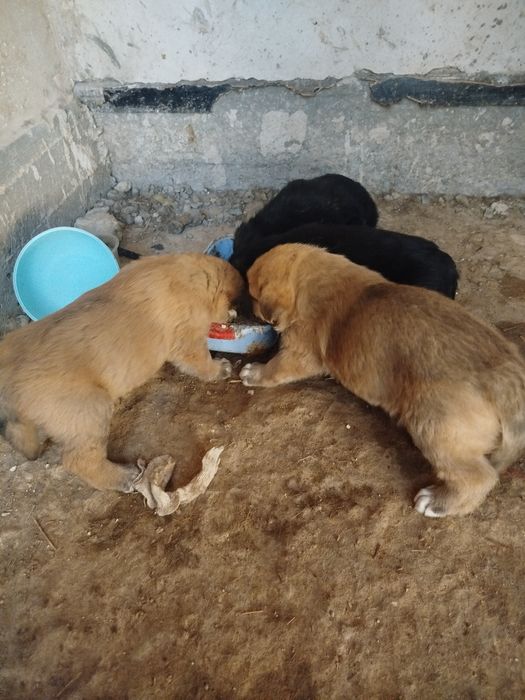 Продаются немецкие щенки