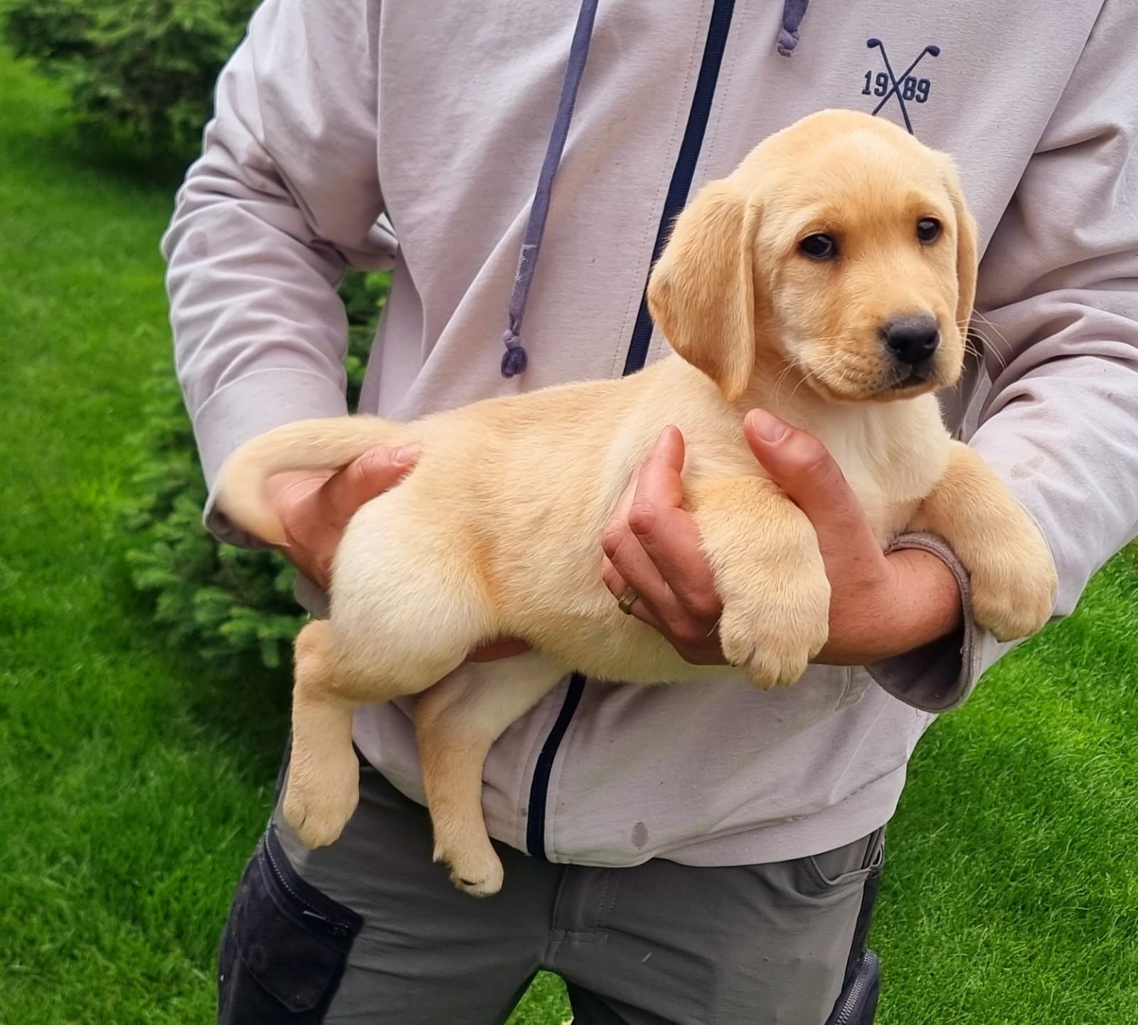 Labrador retriever