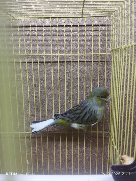 Канарейка крупное привозной