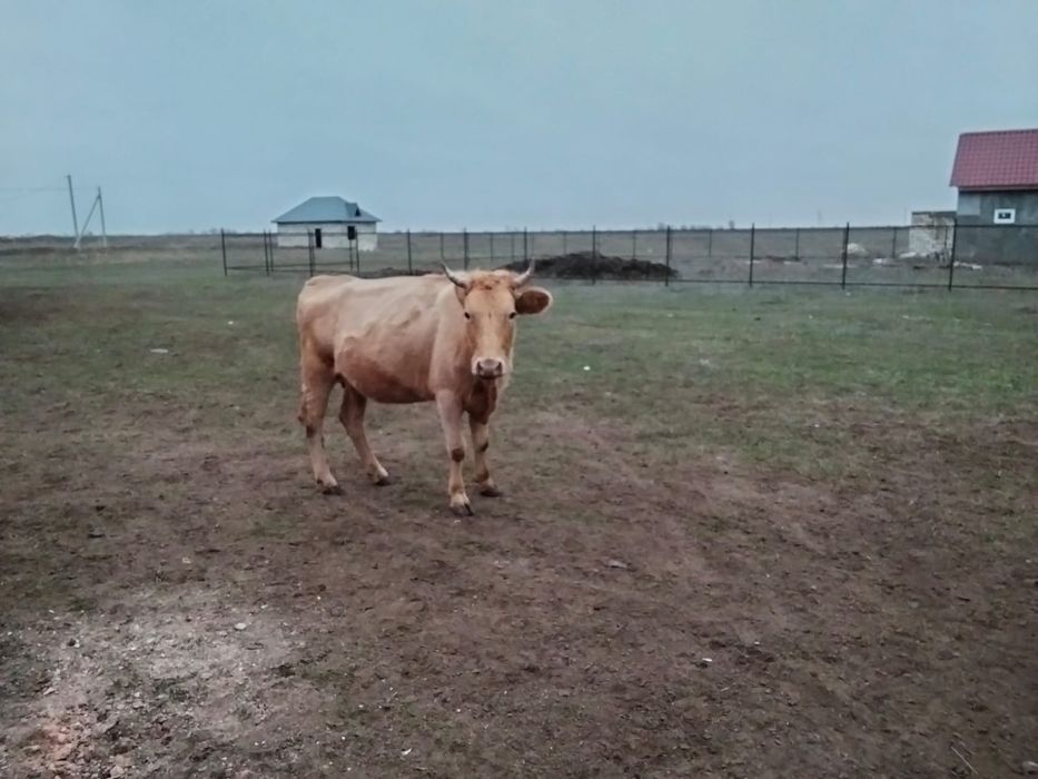 Сатылады кашар 2 жас жарым