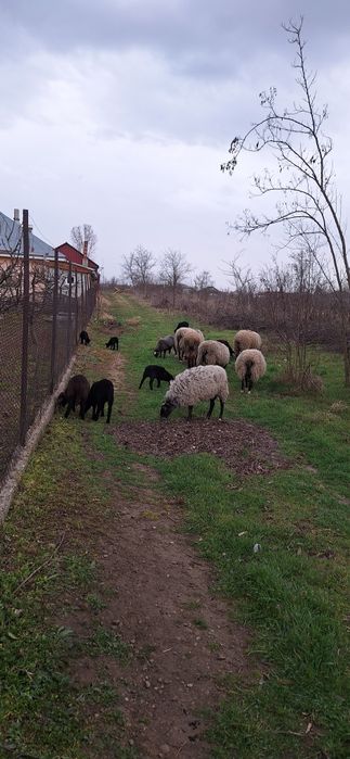 Oi romanov de vanzare