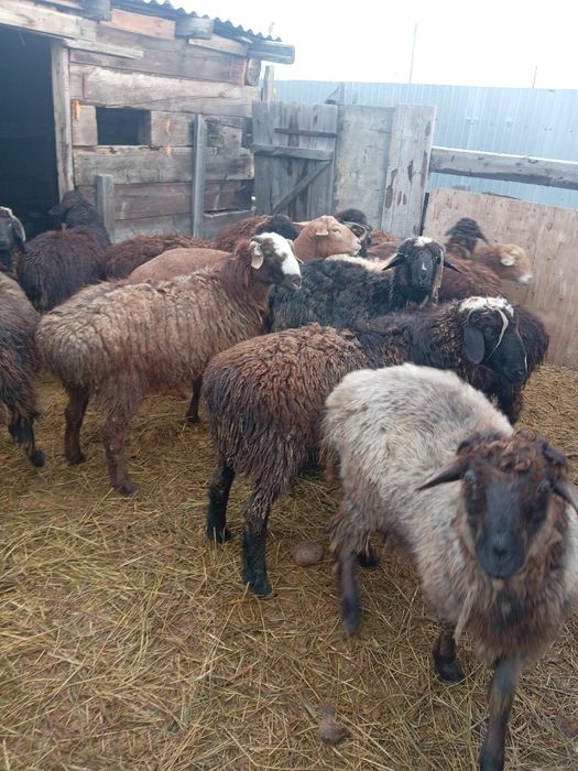 Продам секов 15 голов