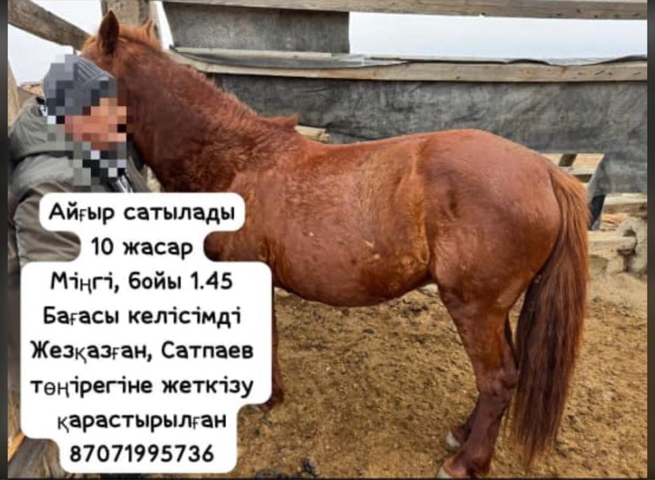 Міңгі, жуас айғыр сатылады