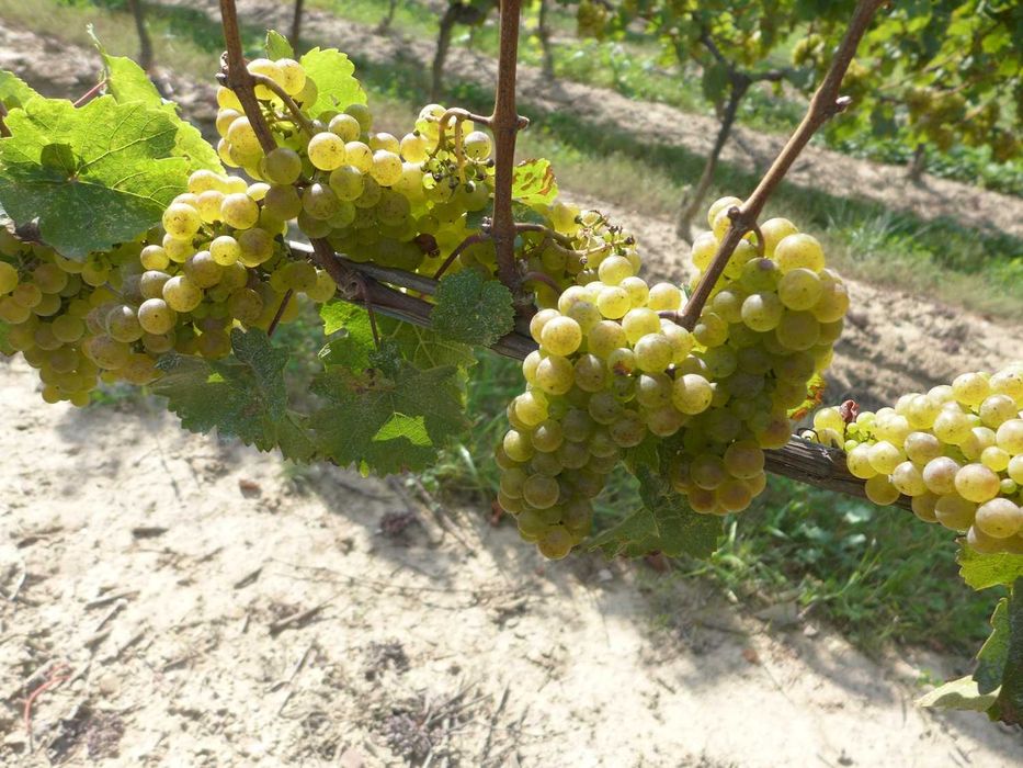 Struguri de vin albi si negri Feteasca Muscat Ottonel Riesling Merlot