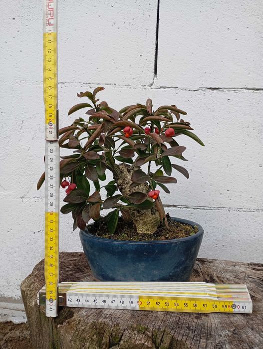 Pre-bonsai Euonymus Europaeus
