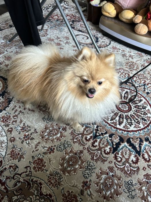 Продам собаку породы Шпиц