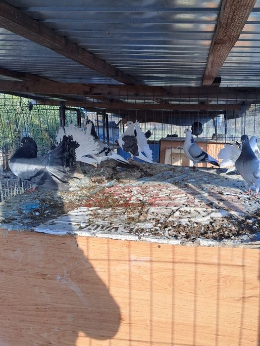 Porumbei galateni pereche/schimb