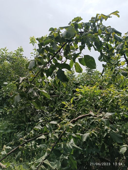 Yongoq kuchati Xitoy "X-185". Oq magʻiz yupqa puchoq.