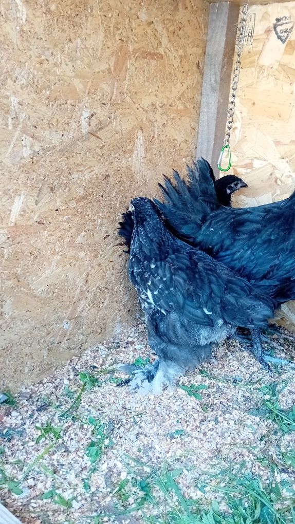 Vând pui de australorp