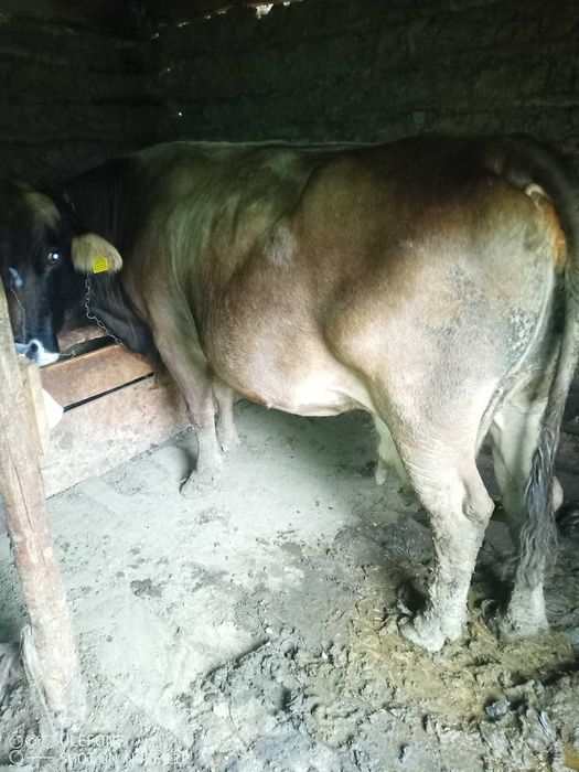 Vaca de vânzare gestantă