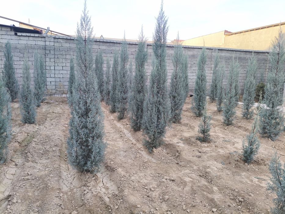 Арча Аризонская кепарис Италия сотилади