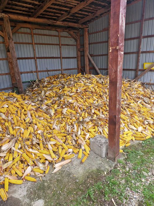 Vand porumb  stiulete sau boabe