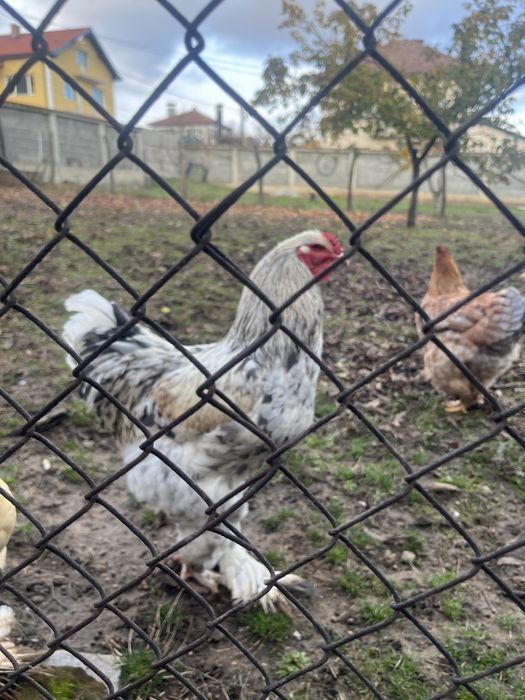 Продават се петли брама