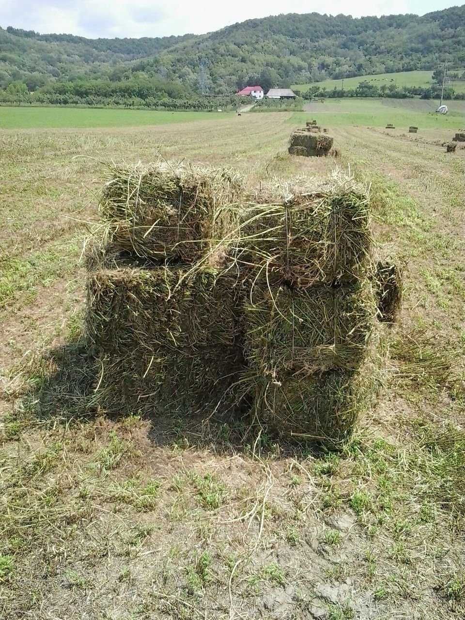 Vând baloți dreptunghiulari