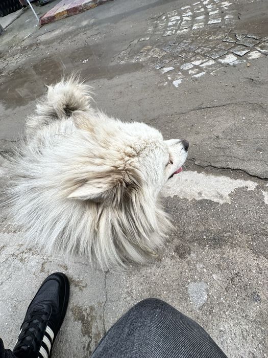 Подарявам Померан Мъжко на 2г