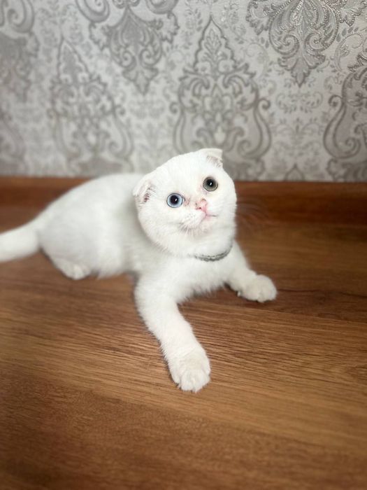 Kozi ikki xil mushuk