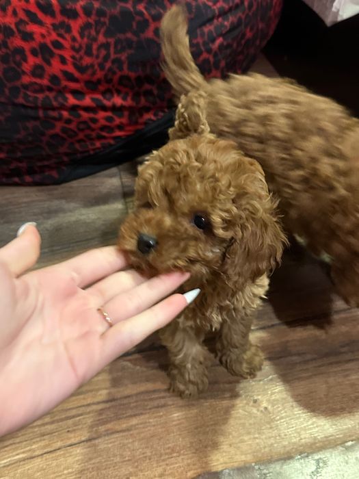 Пудел той пудели