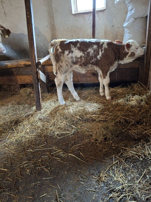 Vacă de vânzare  cu vițel