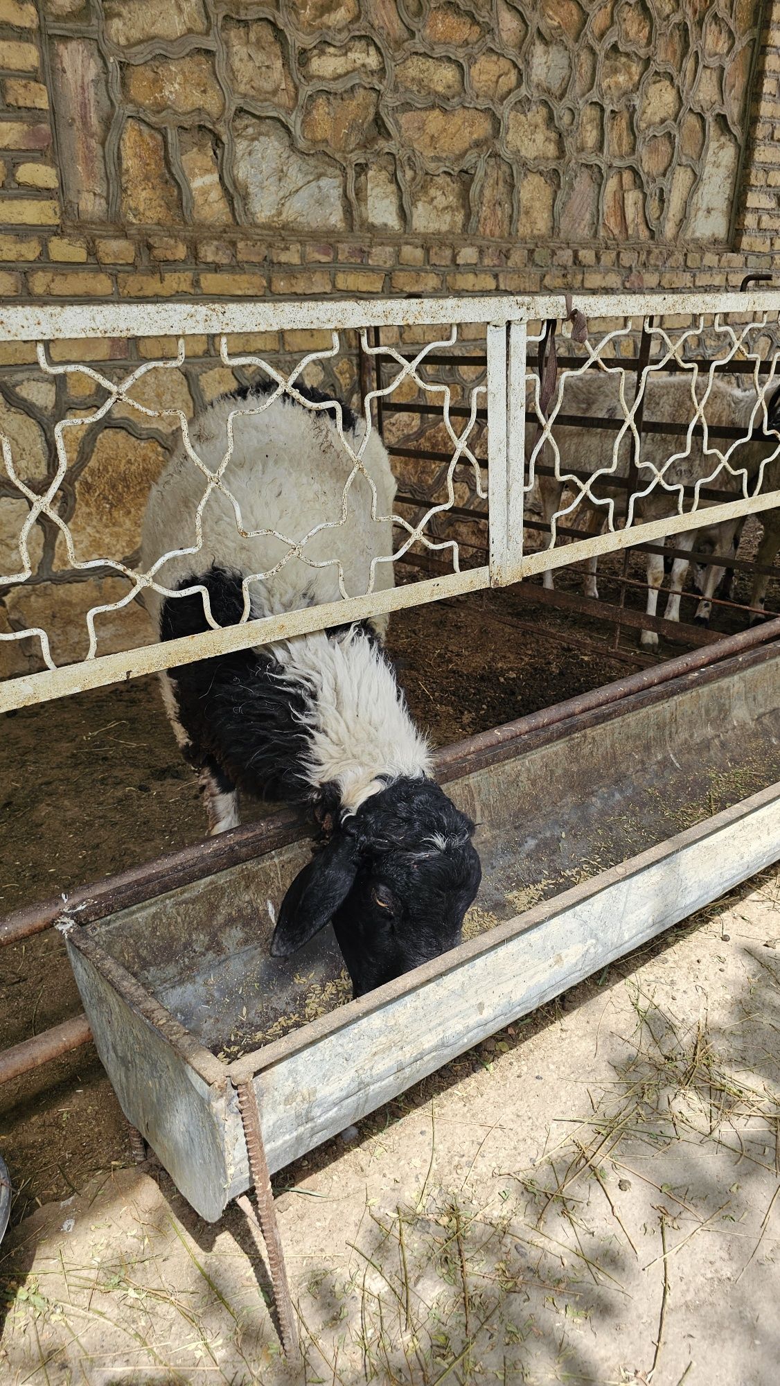 Казоки кучкор сотилади.