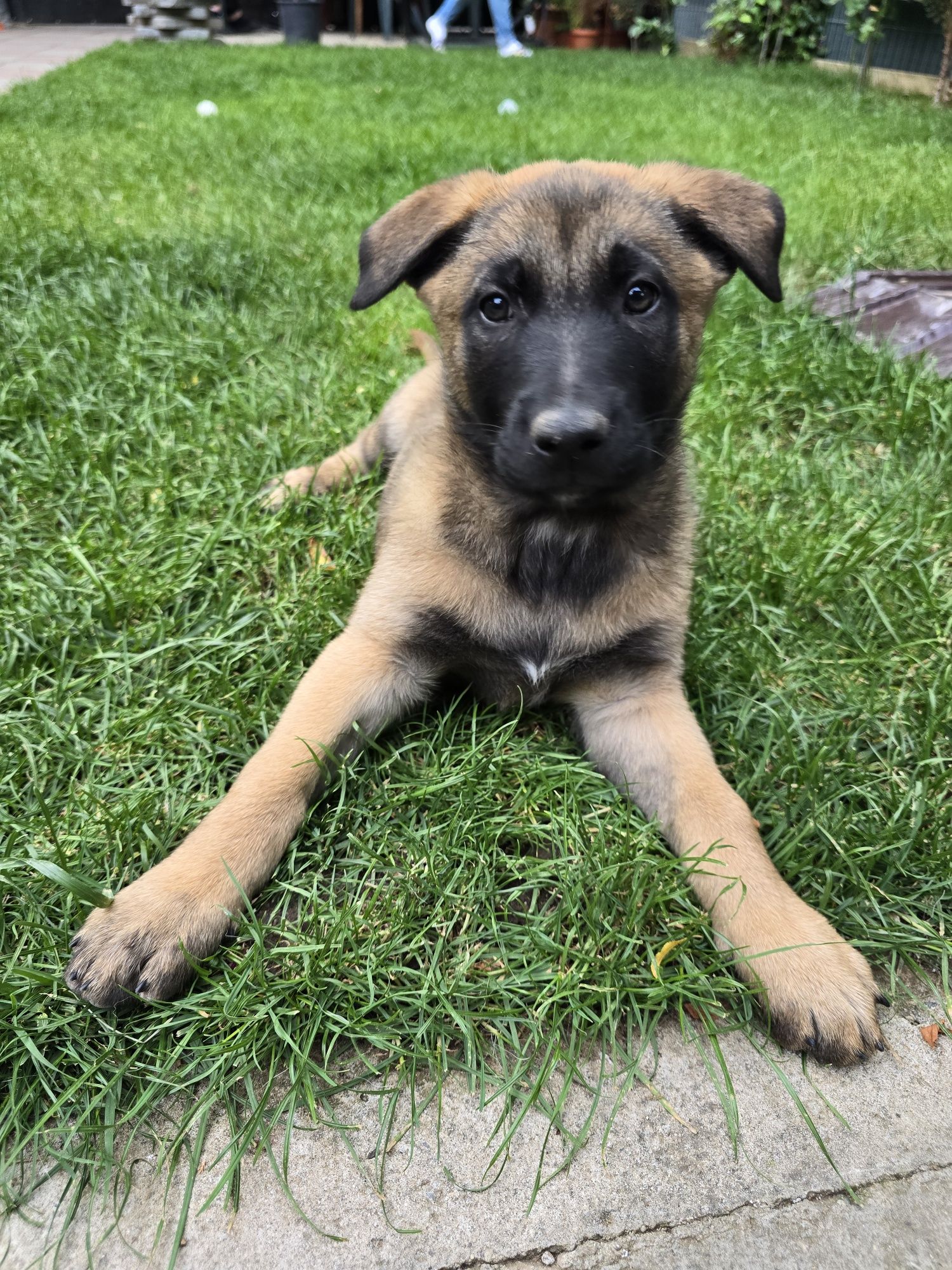 Femela pui ciobanesc belgian malinois