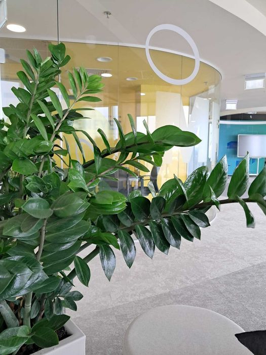 Amenajari spatii de birouri cu plante naturale si artificiale