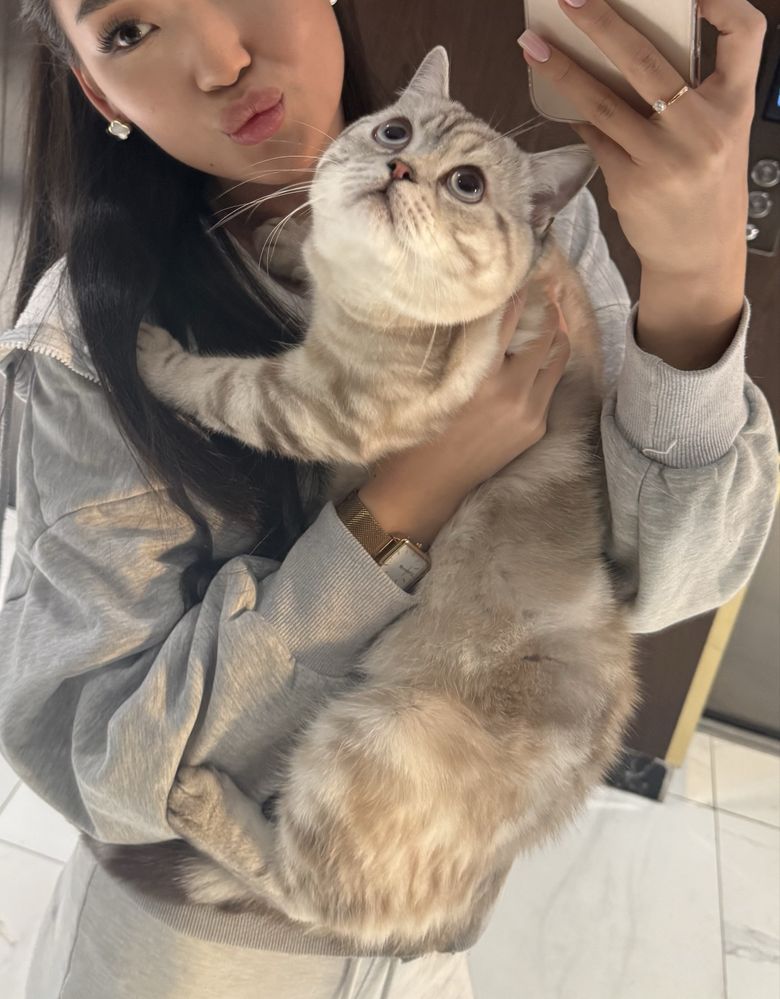 Кот на вязку скотиш страйт