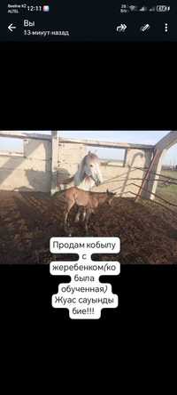 Продам обучению кабылу с жеребёнком