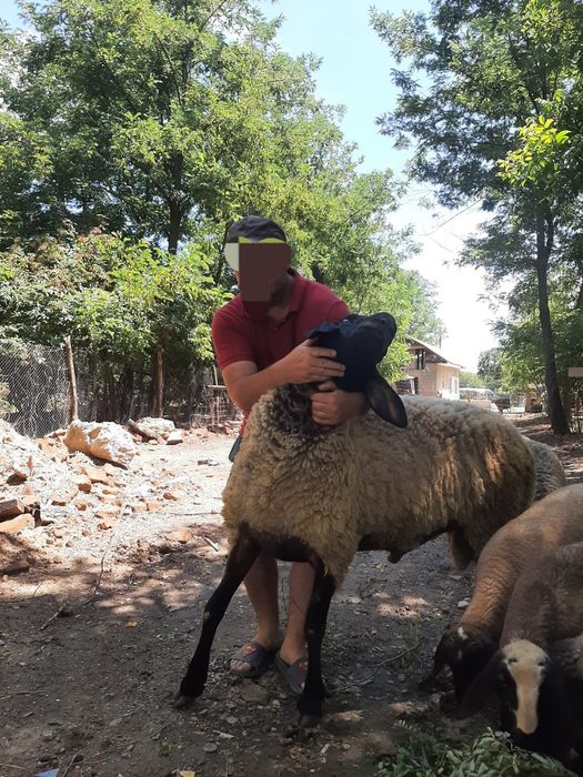 Vând 2 berbeci din anul 2023 și 2024 din rasa tigaie sarbeasca foarte