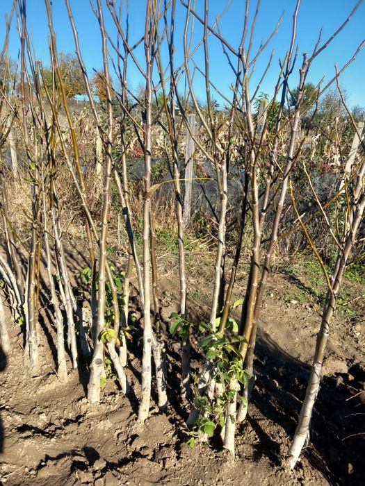 Vând puieti de nuci altoiți. Anul.4