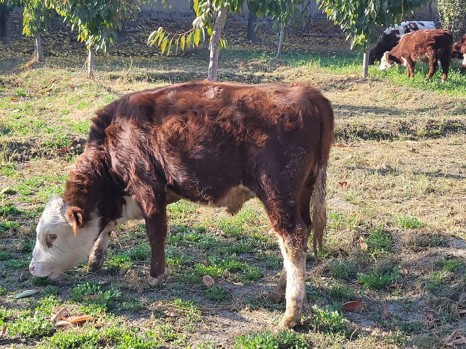 Гренфорд зоти тозаси