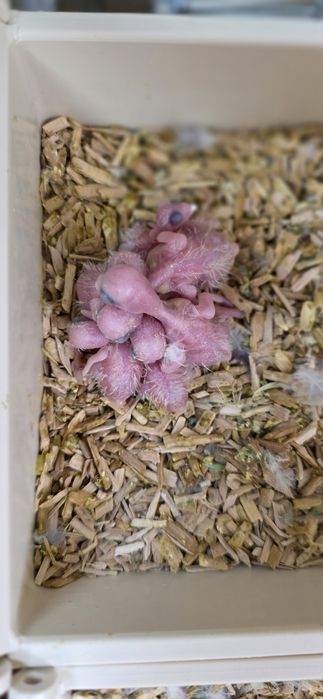 Papagali sociabili , forpus coelestis