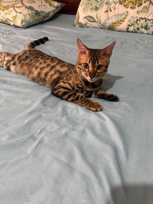 Продаётся бенгалский