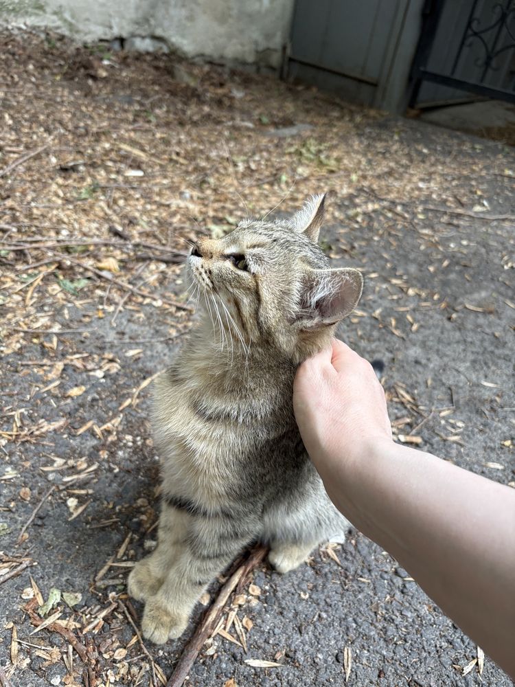 Котенок в добрые руки