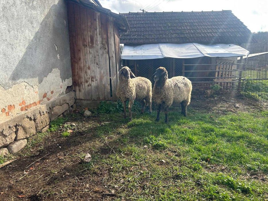 Vand berbec Carabas Sarbesc, tap Alpin Francez, si ied metis Sannen