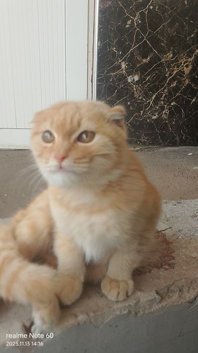 Shatlandskiy parodali Muwik