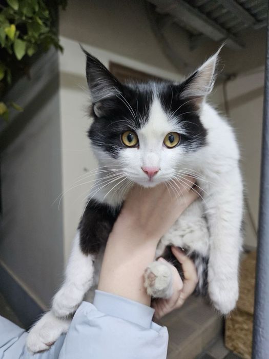 Два малаша в поисках дома ! Ташкент!