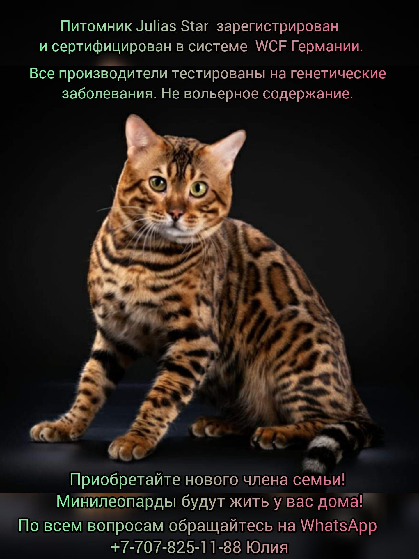 Бенгальские котята из сертифицированного питомника