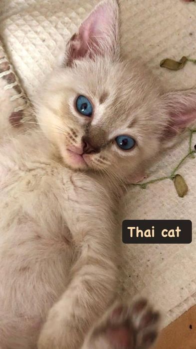Котёнок тайской кошки