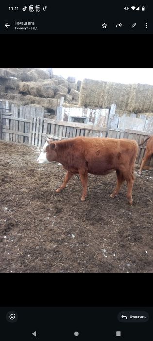 Жабағы,тайынша сатылады соғымға