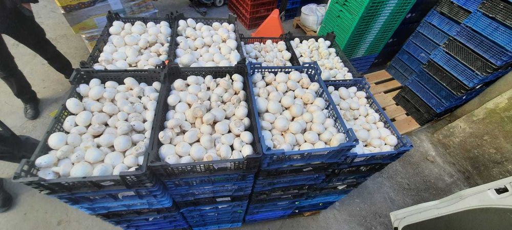 Ciuperci Champignon Albe Producator